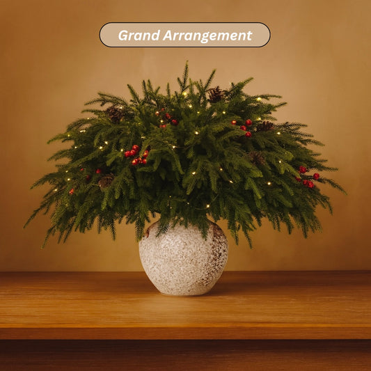 Norfolk Pine Branches